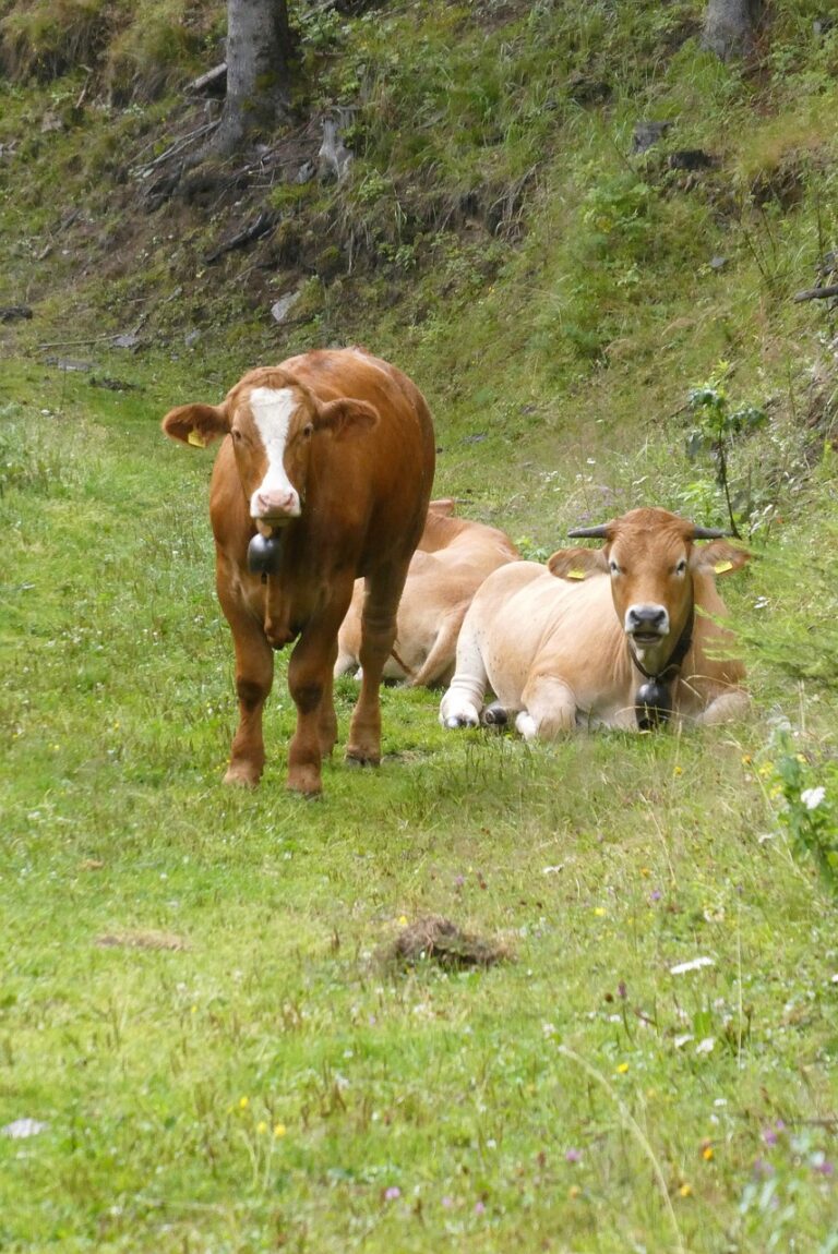 cows, alps, mountains-7640724.jpg