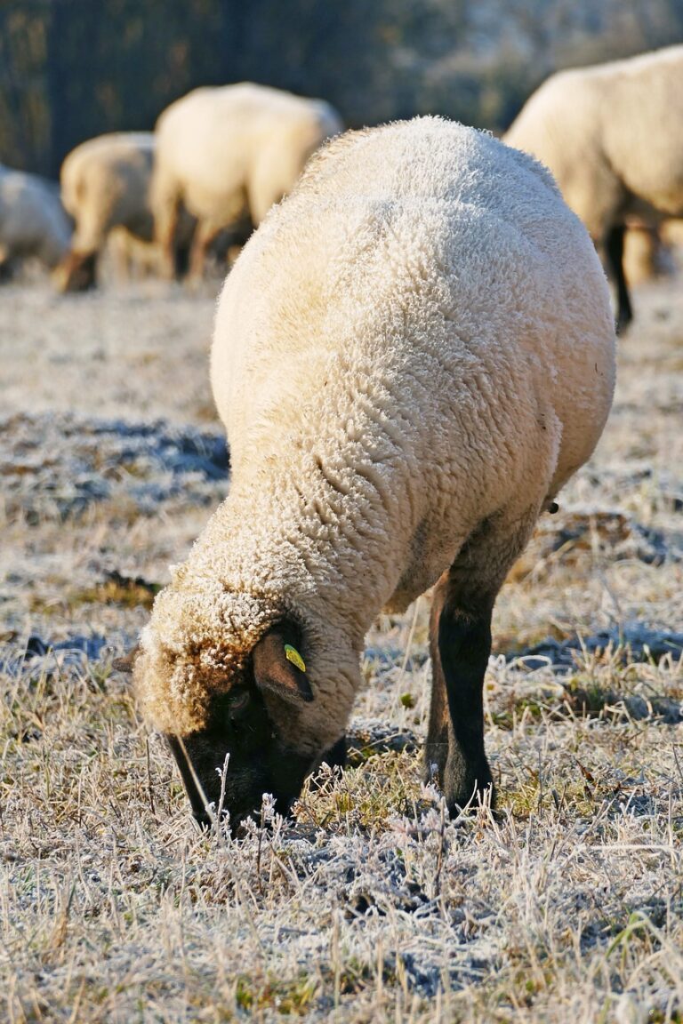 sheep, animal, pasture-6143485.jpg